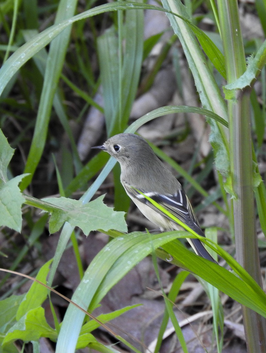 Ruby-crowned Kinglet - ML416174281