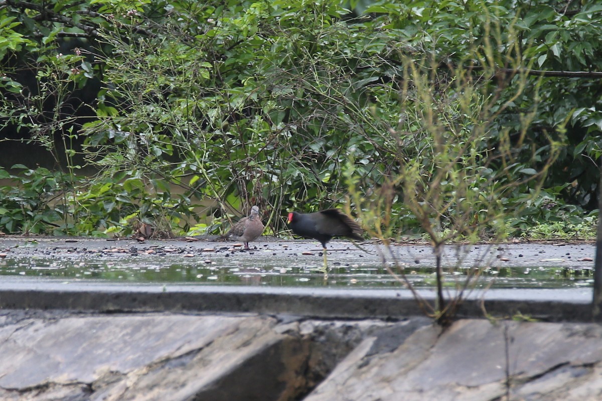 Eurasian Moorhen - ML416174421