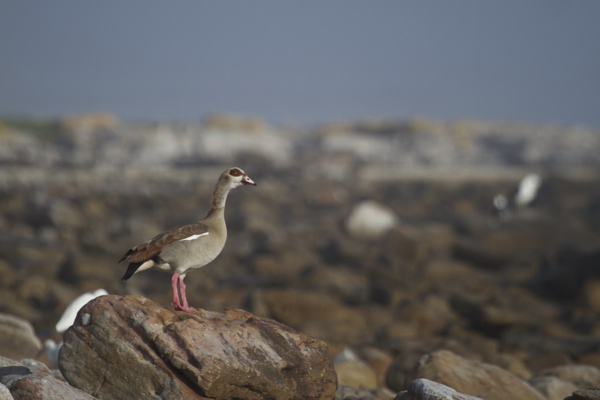 Egyptian Goose - Will Sweet