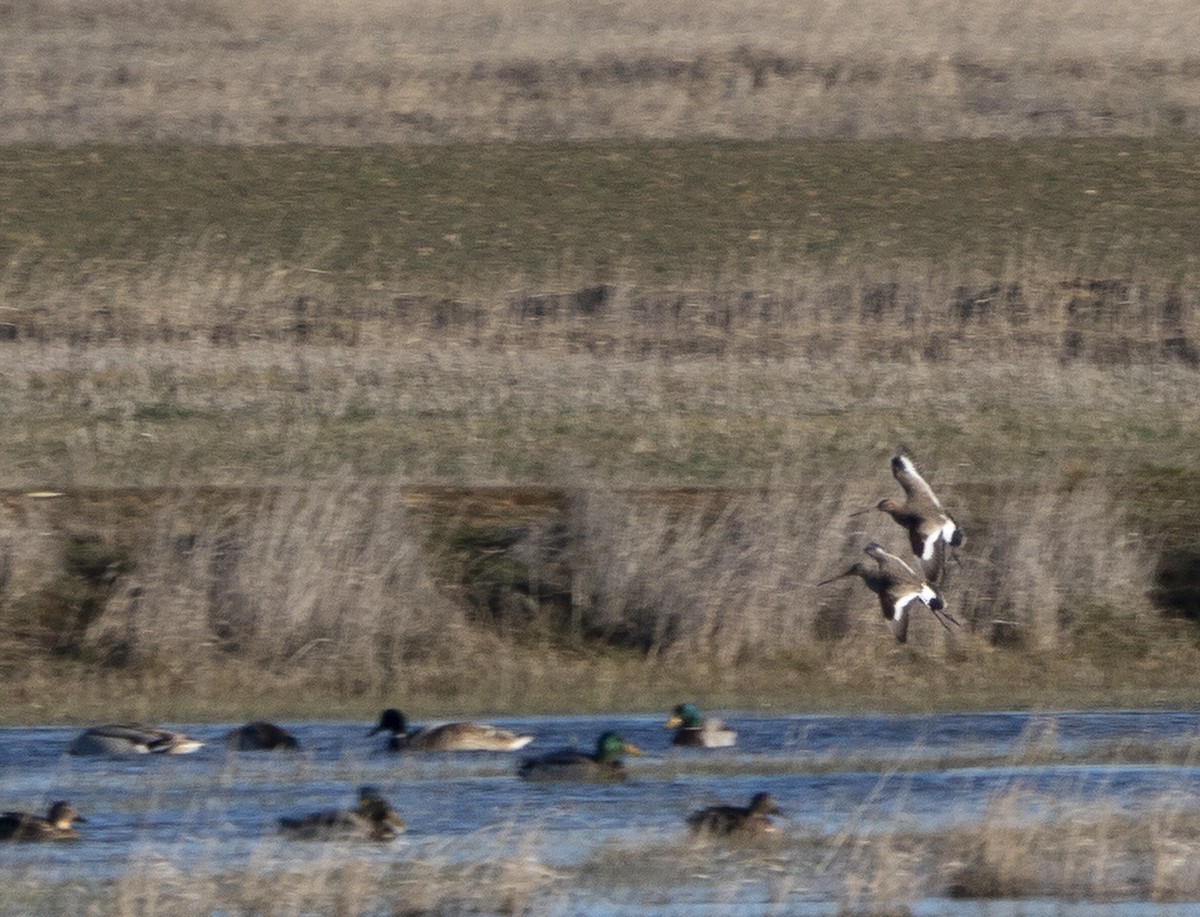 Black-tailed Godwit - ML416175171