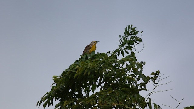 Eastern Meadowlark (Eastern) - ML416175451