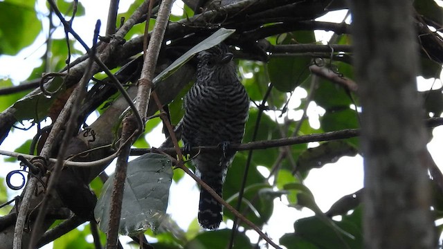 Barred Antshrike - ML416175461