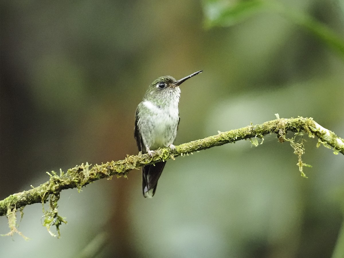 Ecuadorian Piedtail - Manolo Arribas