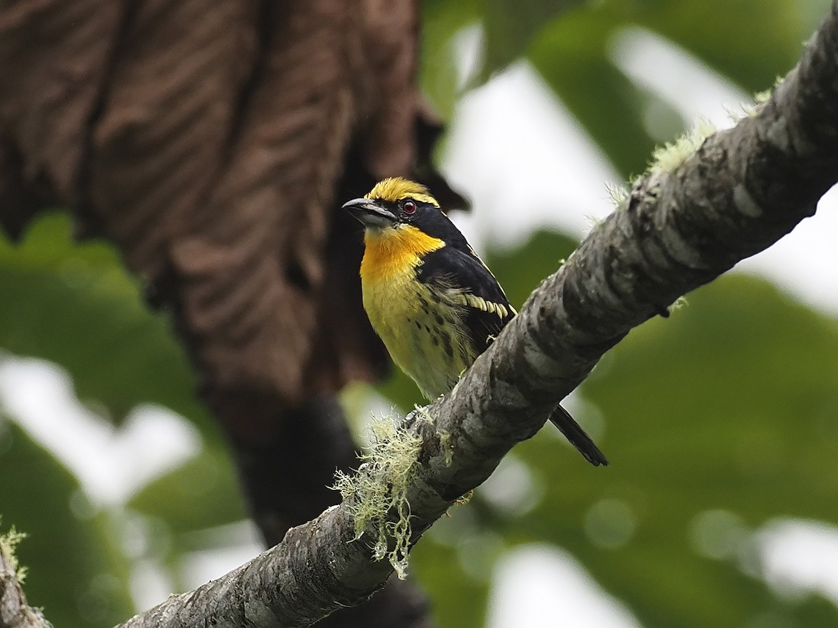 Gilded Barbet - Manolo Arribas