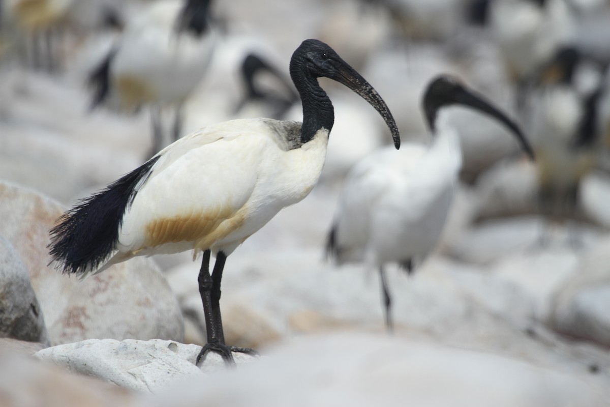 African Sacred Ibis - Will Sweet