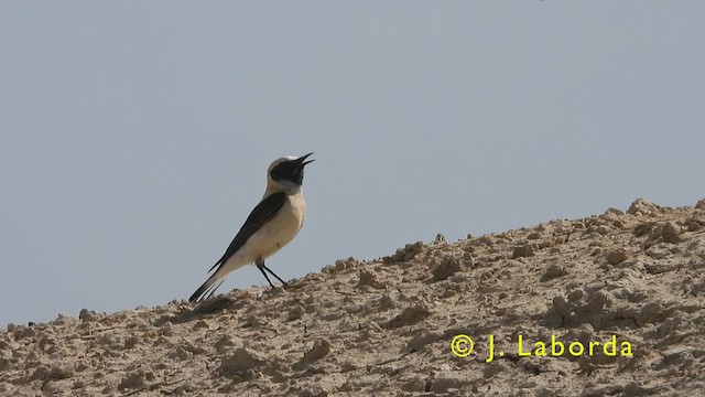 Western Black-eared Wheatear - ML416177641