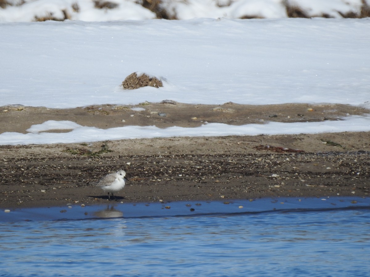 Sanderling - Vincent Glasser