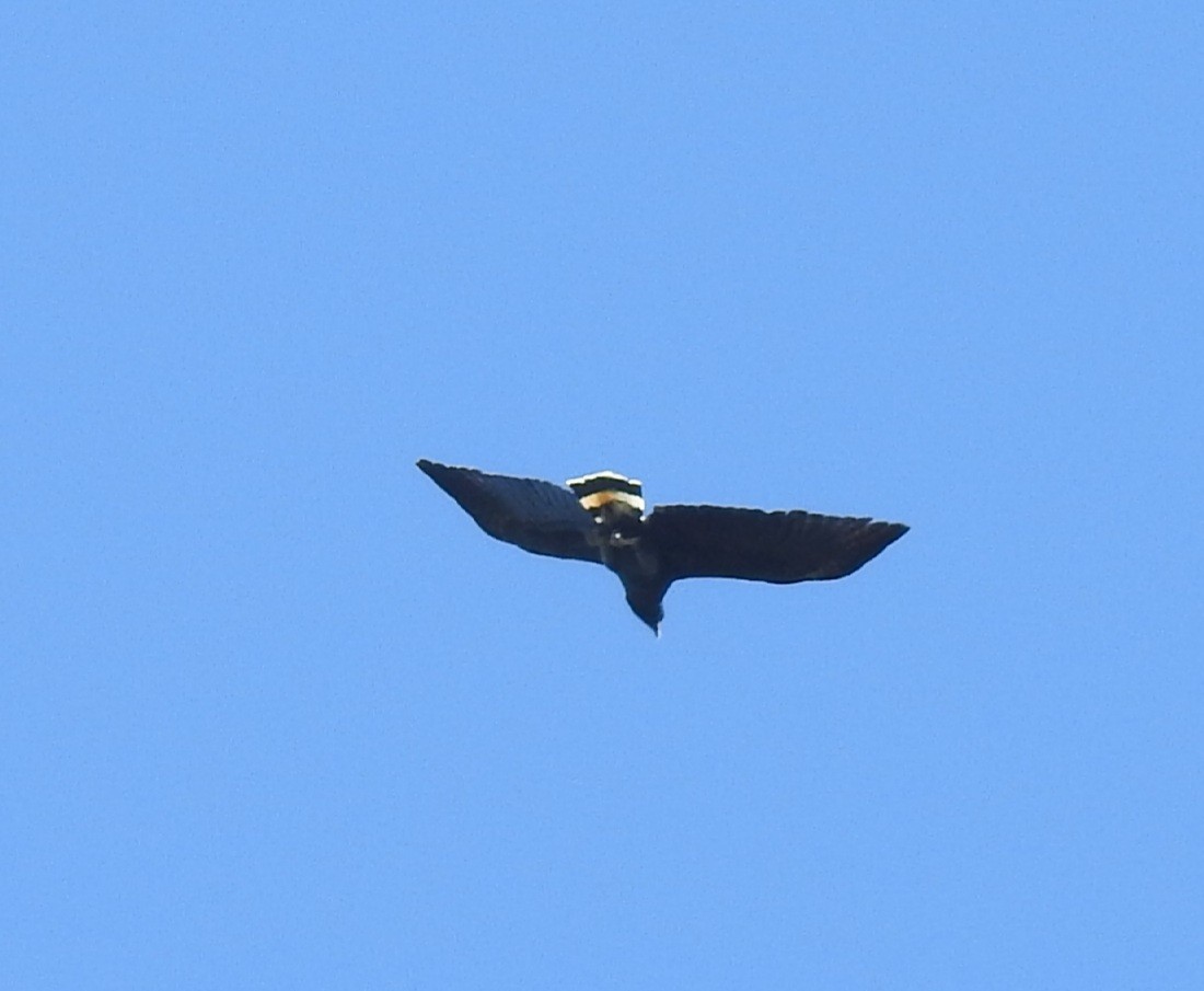 Great Black Hawk - ML416178221