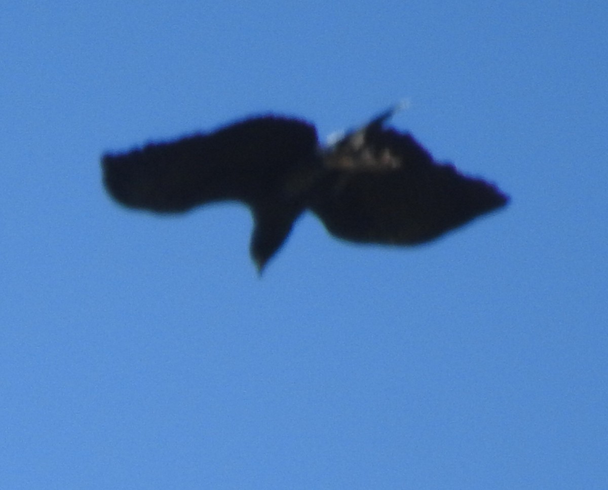 Great Black Hawk - ML416178241