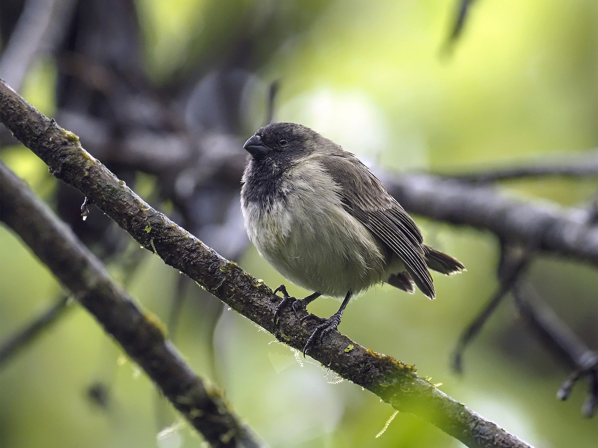 Large Tree-Finch - Manolo Arribas