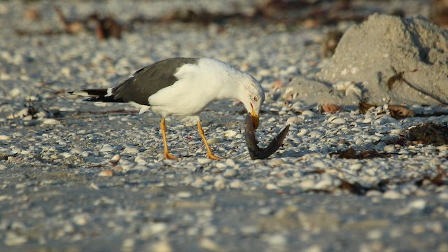 Lesser Black-backed Gull (graellsii) - ML416180151