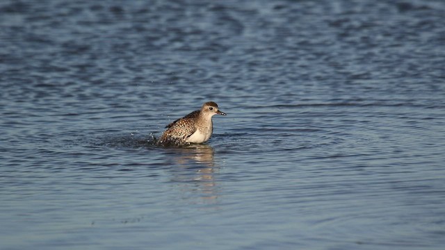 Black-bellied Plover - ML416180491