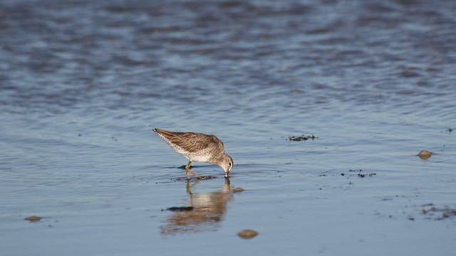 Short-billed Dowitcher - ML416180601