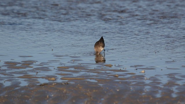 Dunlin (hudsonia) - ML416180801