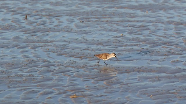 Western Sandpiper - ML416181001