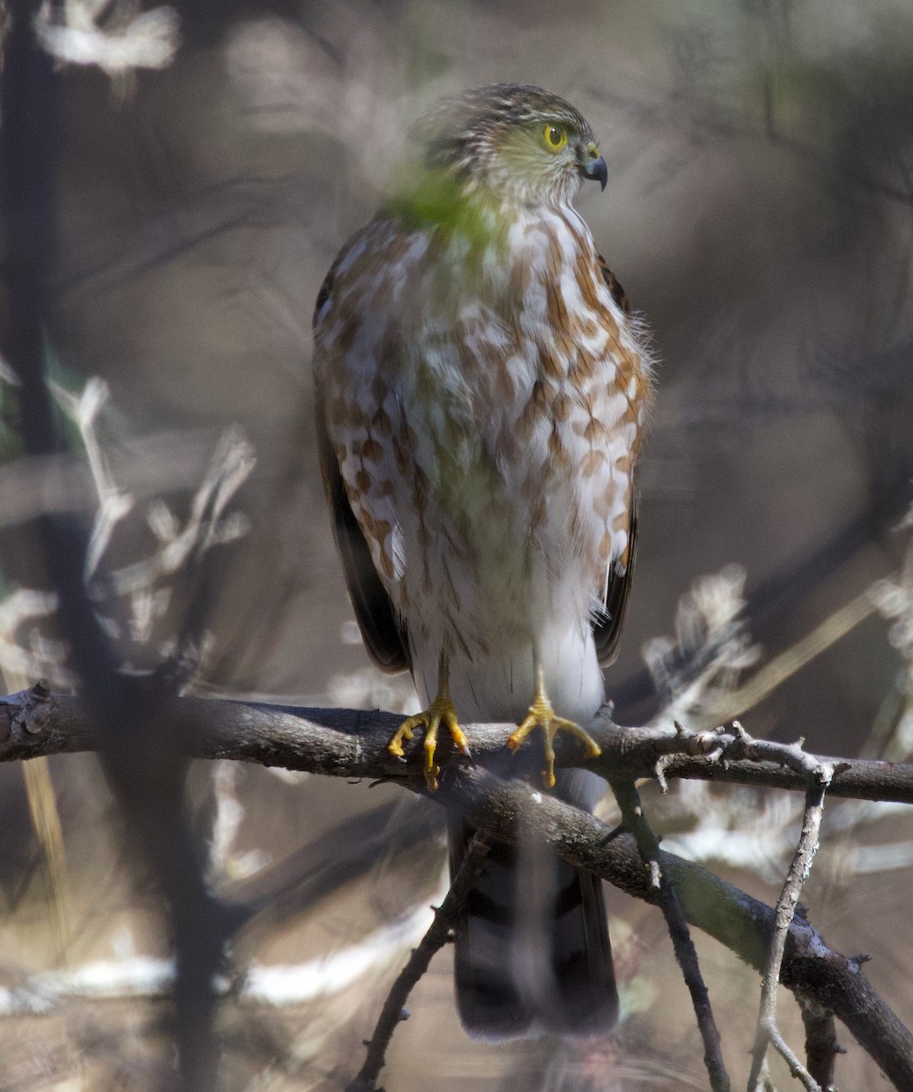 Sharp-shinned Hawk - Scott Magee