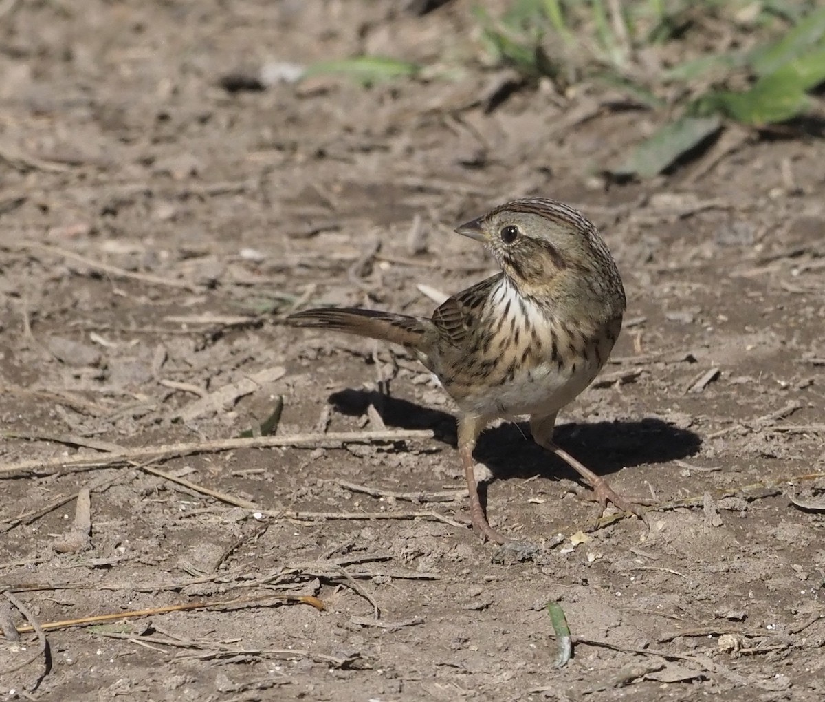 Lincoln's Sparrow - ML416182051