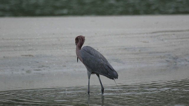 Reddish Egret - ML416182721