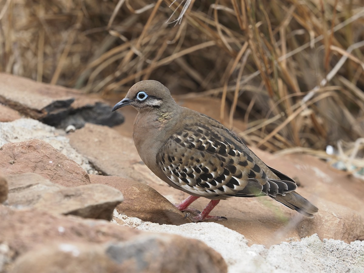 Galapagos Dove - ML416182821