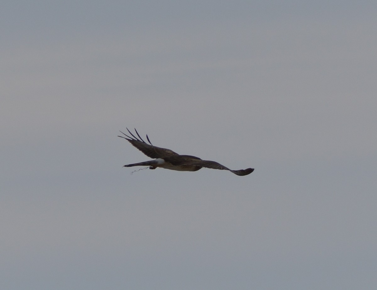 Northern Harrier - ML416183321