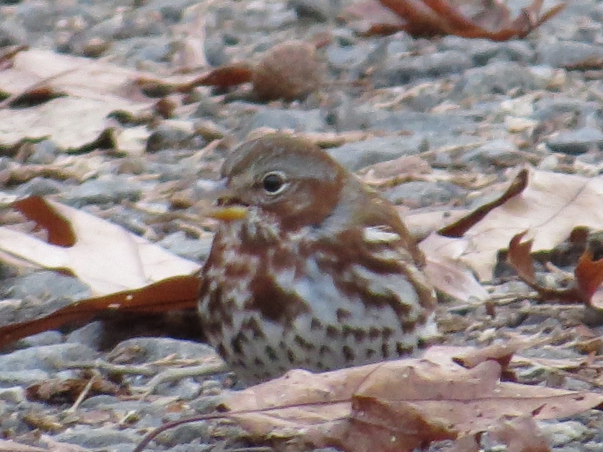 Fox Sparrow - valerie heemstra