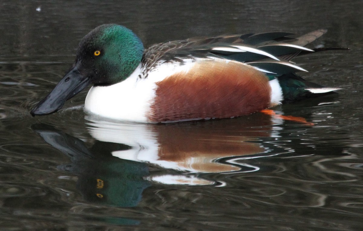 Northern Shoveler - NE Ohio Duck Tracker - JUDY   ( ')>