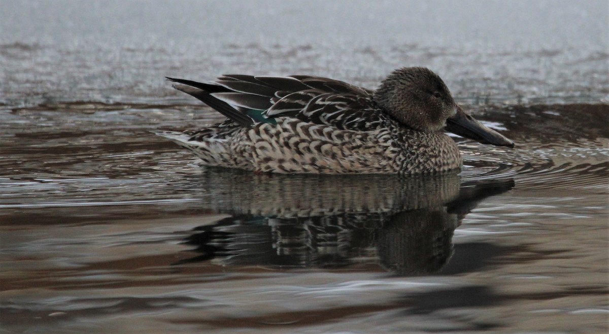 Northern Shoveler - NE Ohio Duck Tracker - JUDY   ( ')>