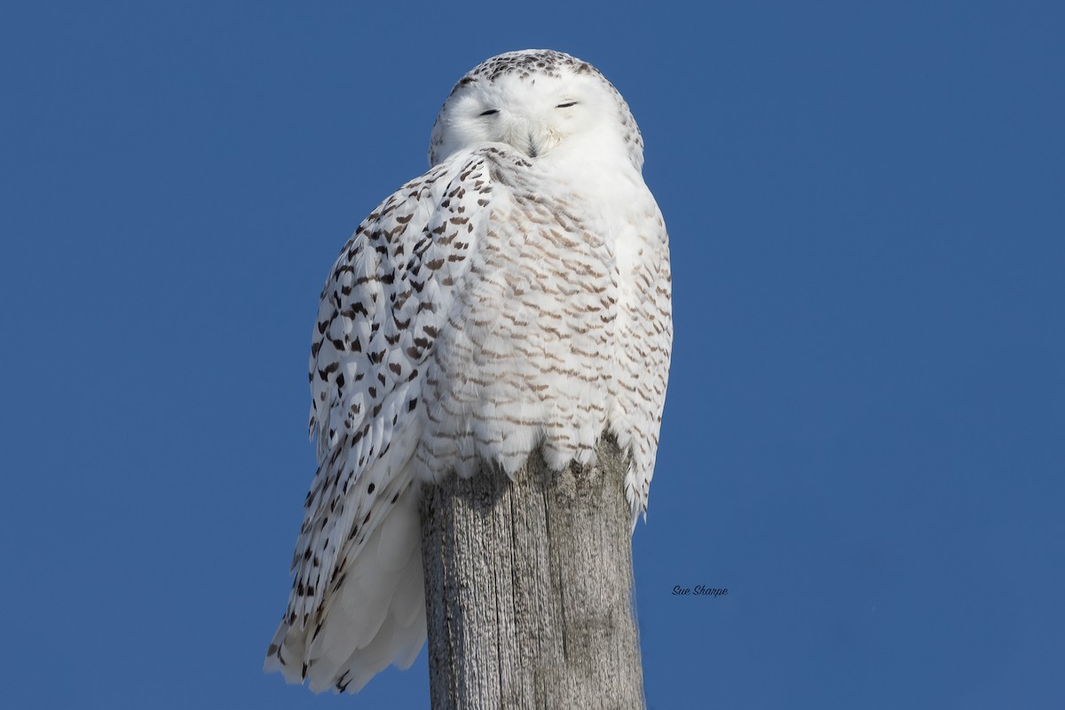 Snowy Owl - ML416185231