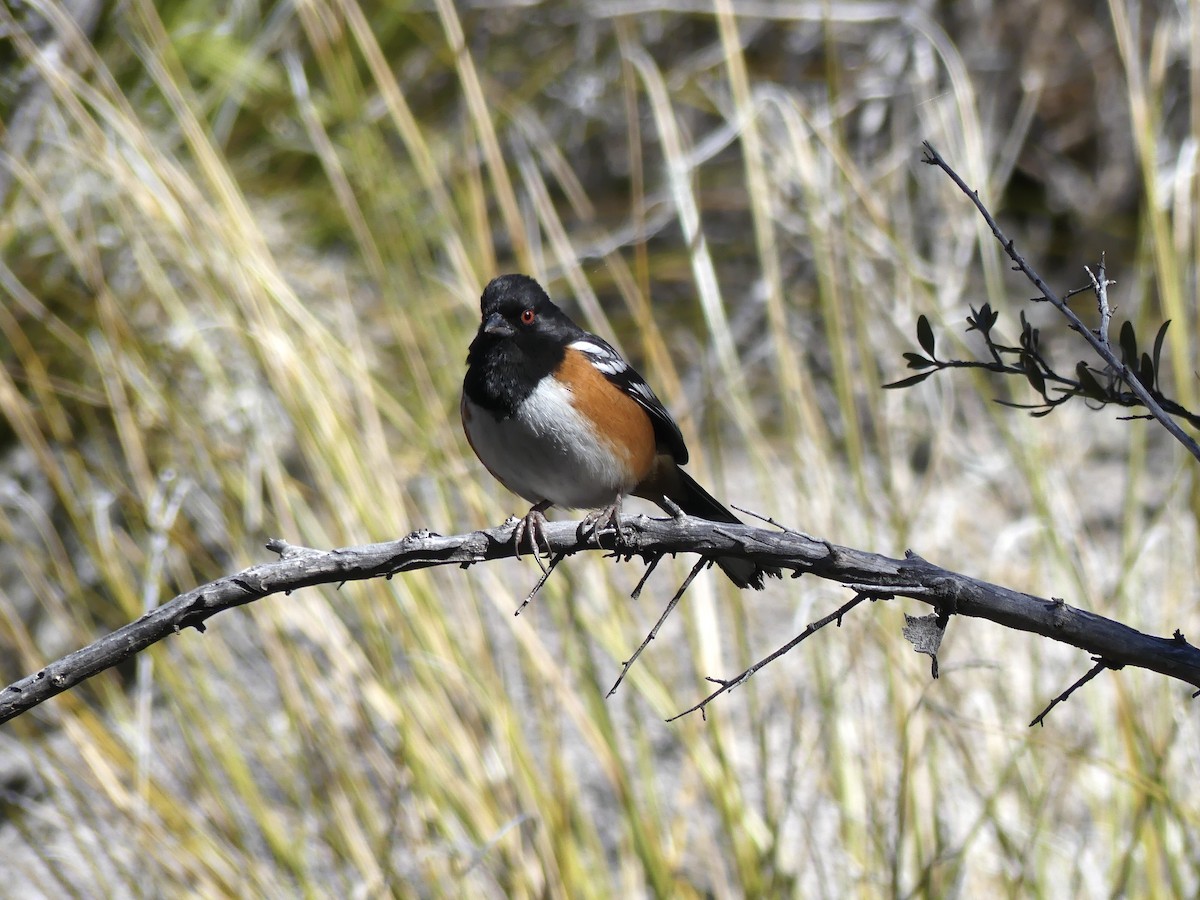 Spotted Towhee - ML416185241