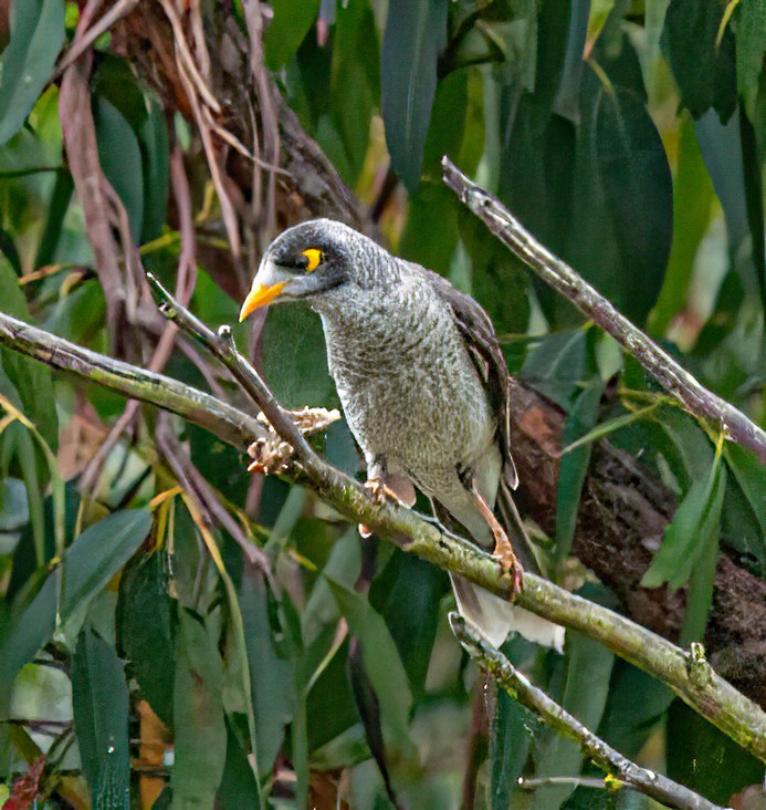 Noisy Miner - ML416185461