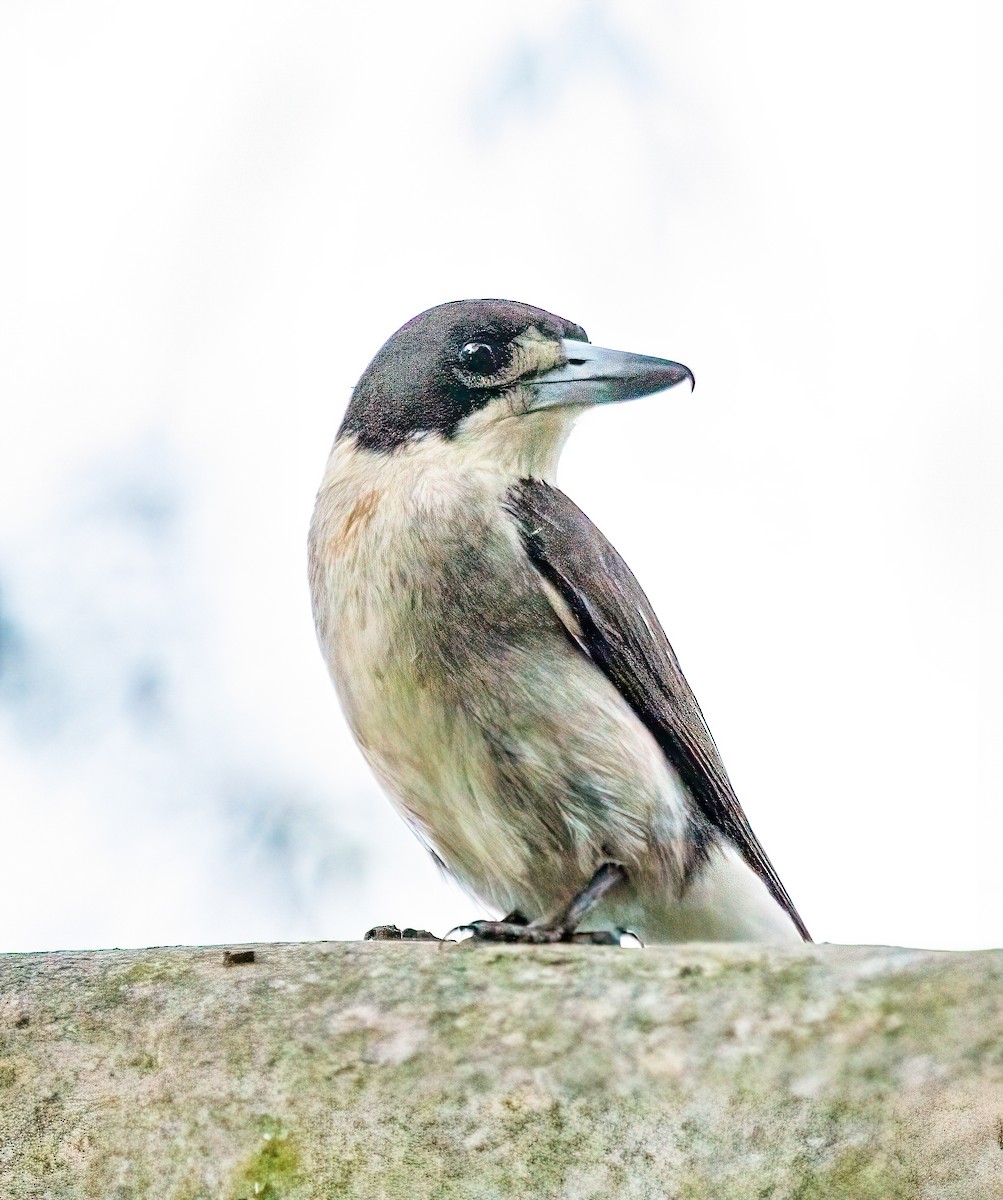 Gray Butcherbird - ML416185521