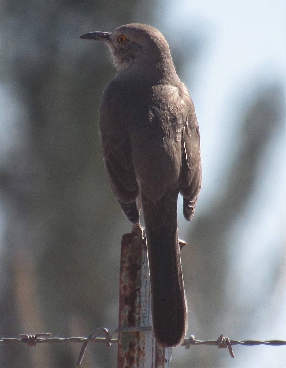 Bendire's Thrasher - ML416186291