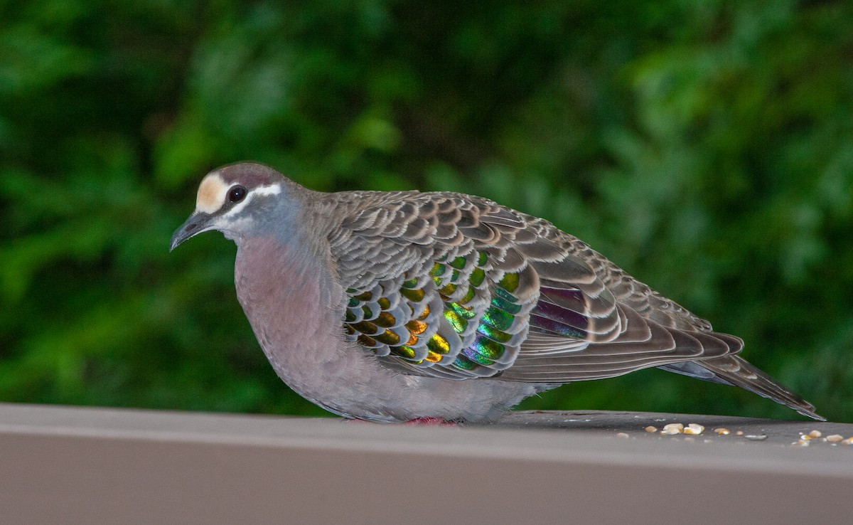 Common Bronzewing - ML416187661