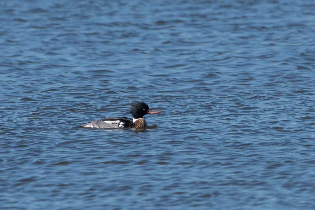 Red-breasted Merganser - ML416190761