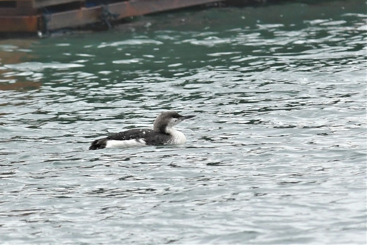 Arctic Loon - ML416191861