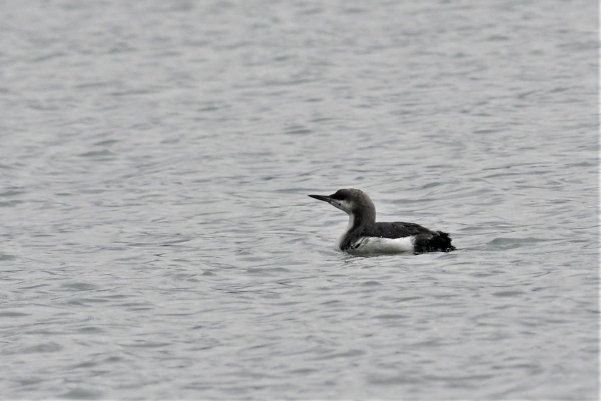 Arctic Loon - ML416191871