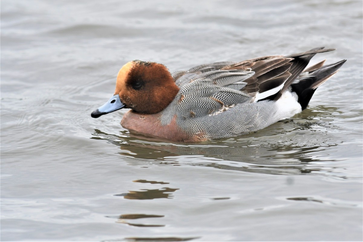 Eurasian Wigeon - ML416191981