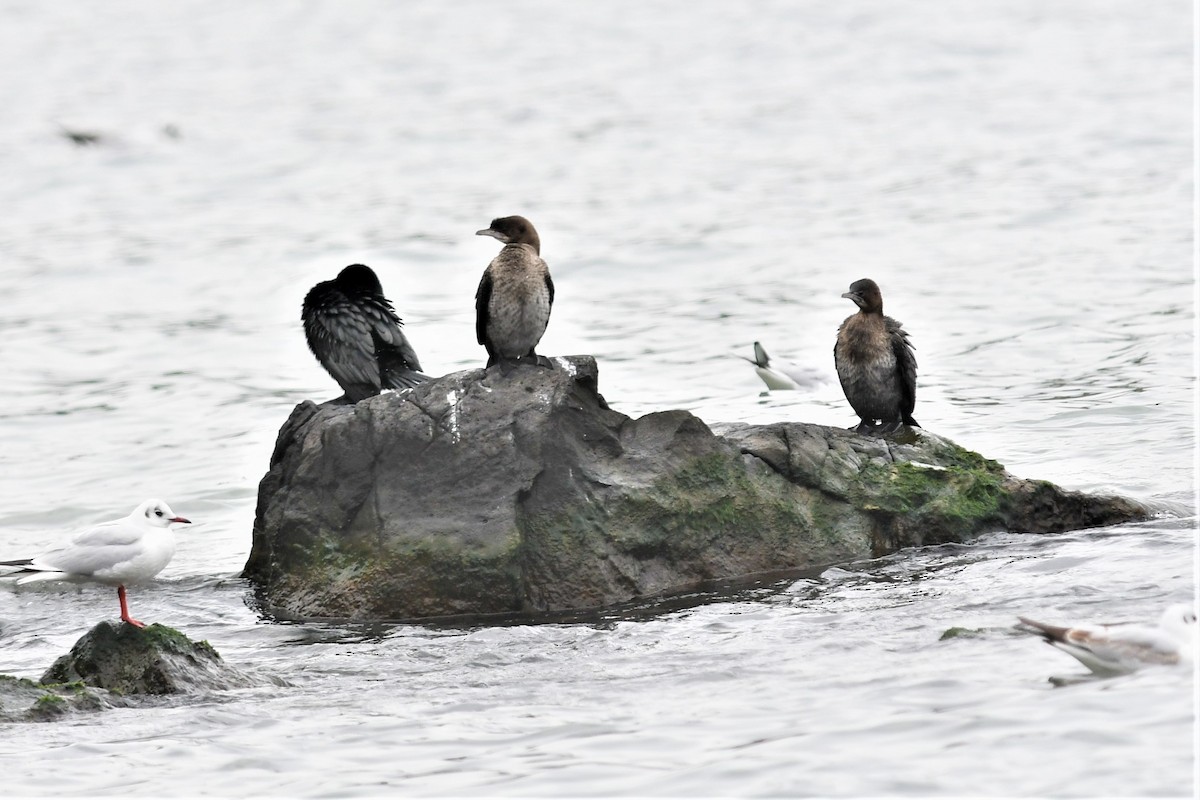 Pygmy Cormorant - ML416192371