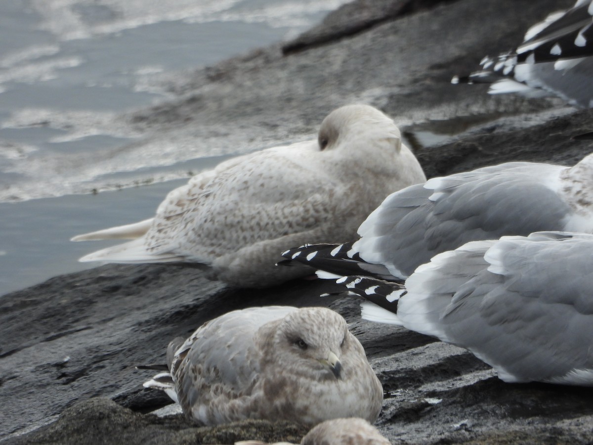 Iceland Gull - Colin Marchant