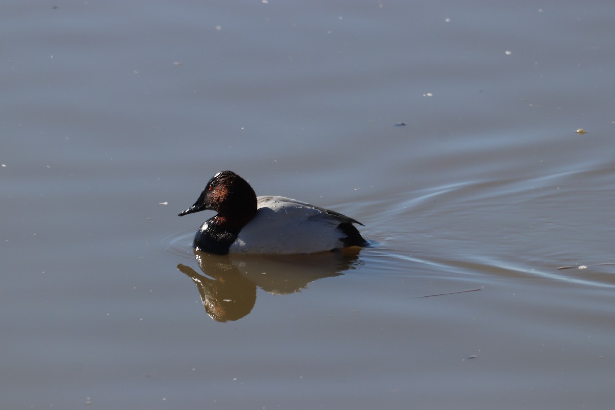 Canvasback - Paul Linton