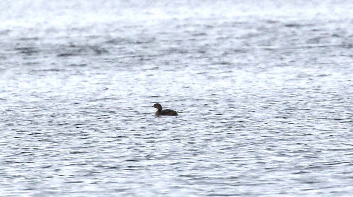 Pied-billed Grebe - ML416194341