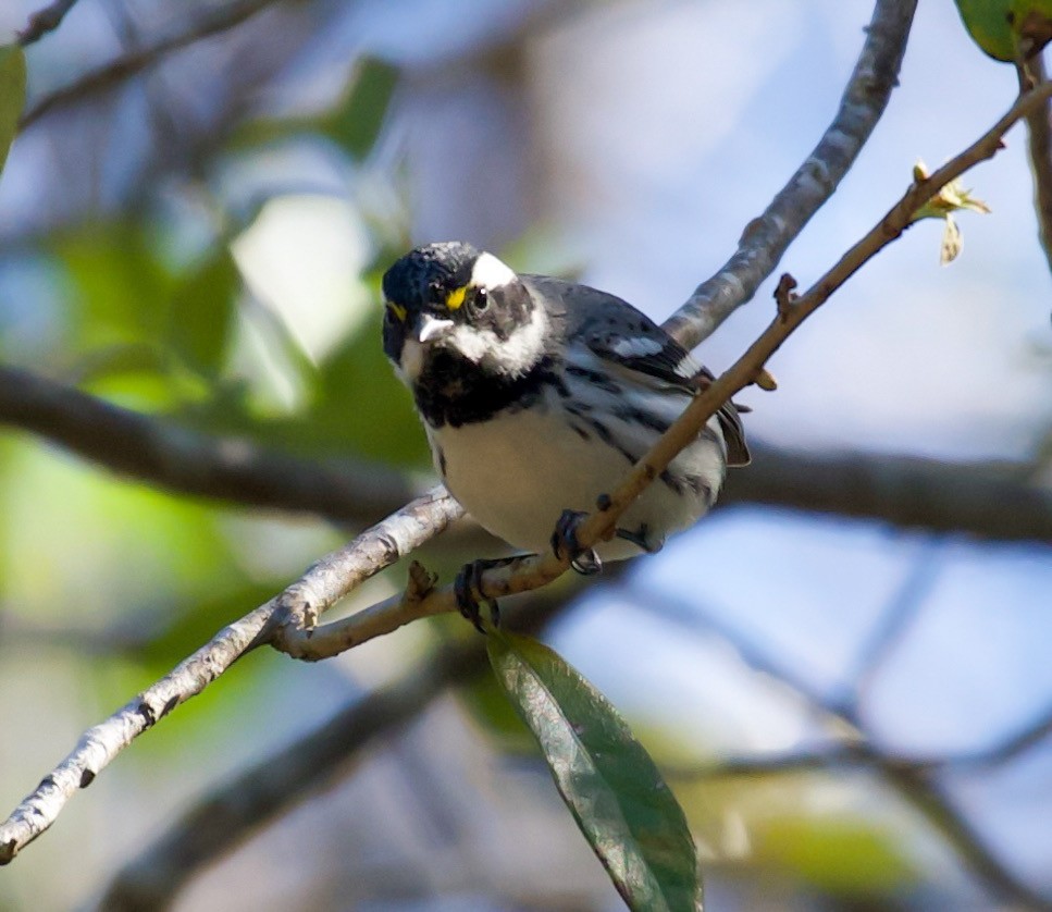 Black-throated Gray Warbler - ML416195701