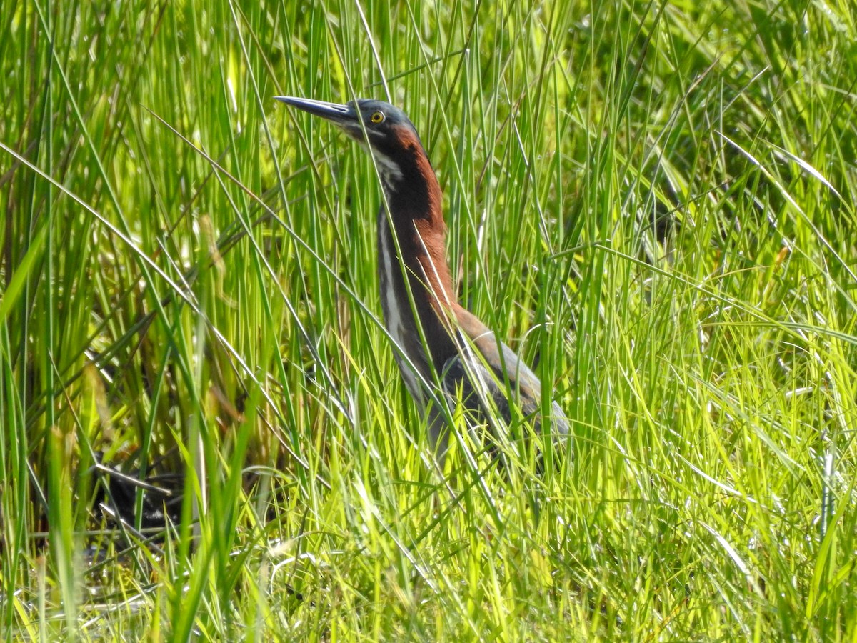 Green Heron - ML416195921