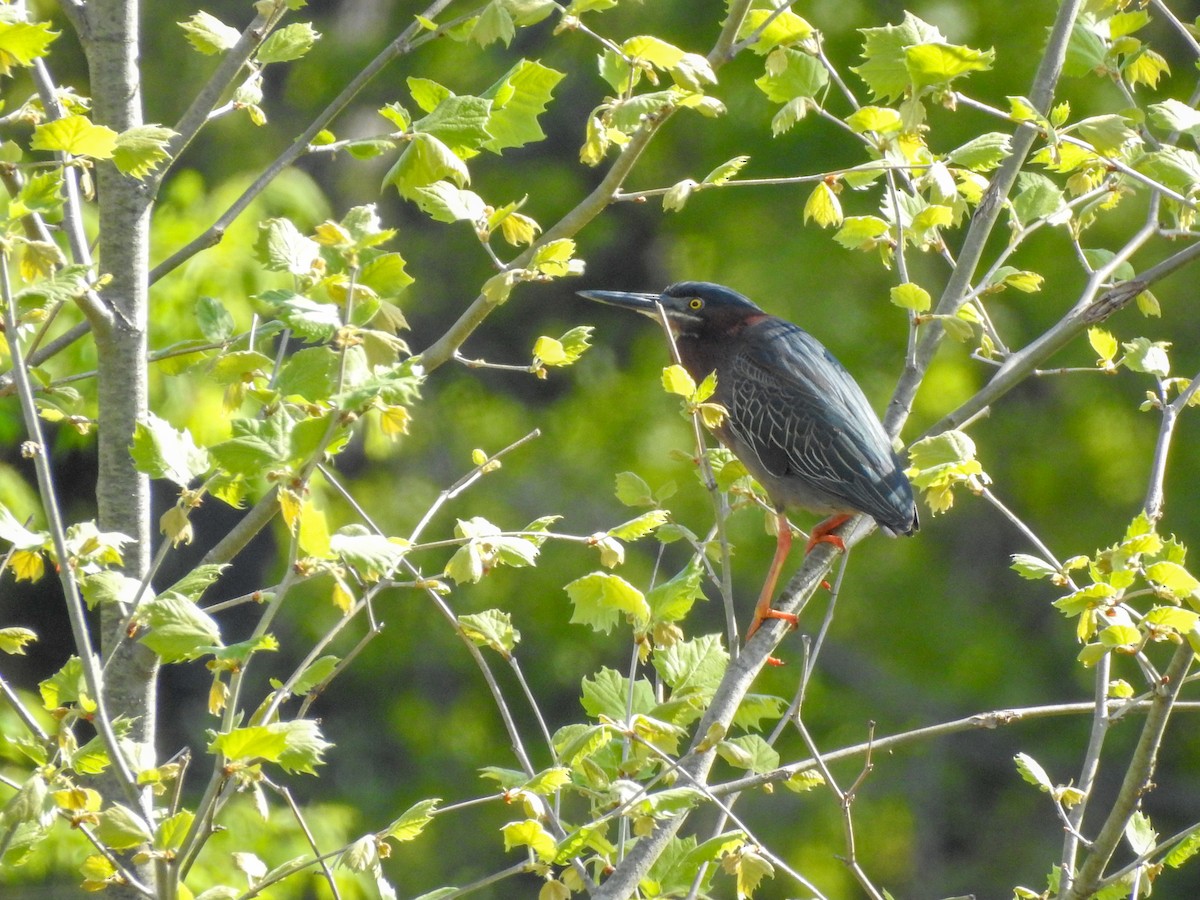 Green Heron - ML416195981