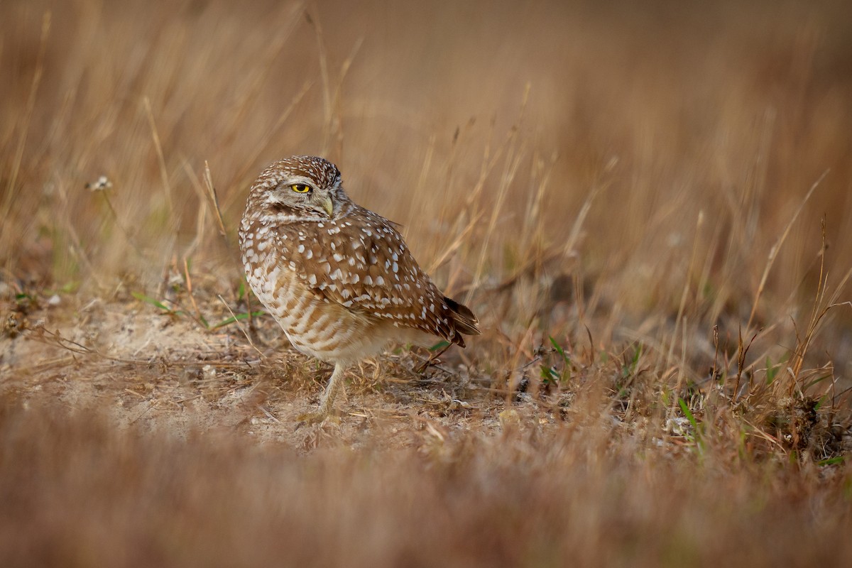 Burrowing Owl - ML416196361