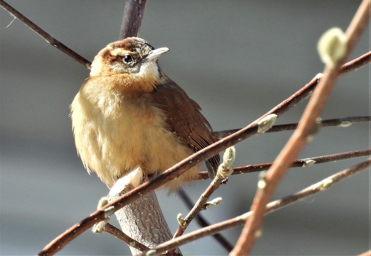 Carolina Wren - Joanne Muis Redwood