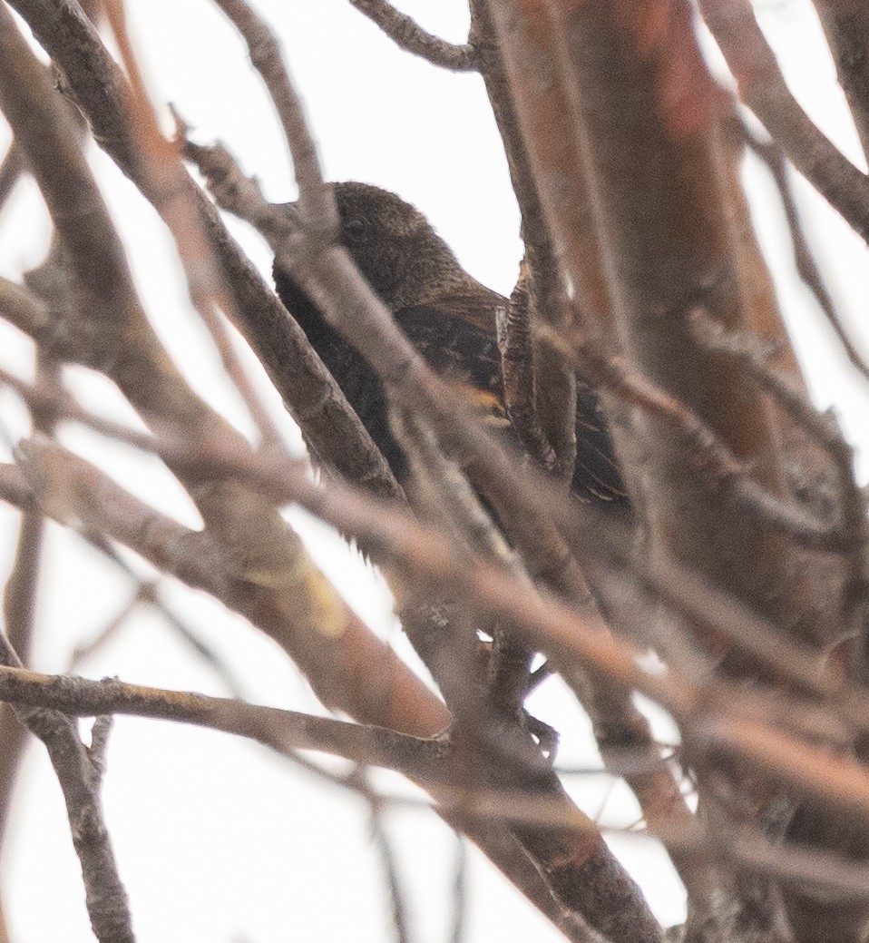 Red-winged Blackbird - ML416197041