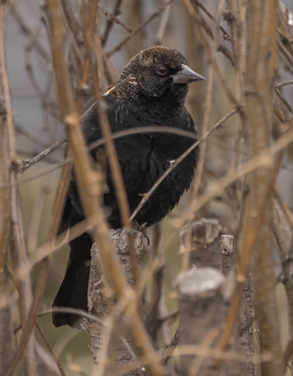 Red-winged Blackbird - ML416197061