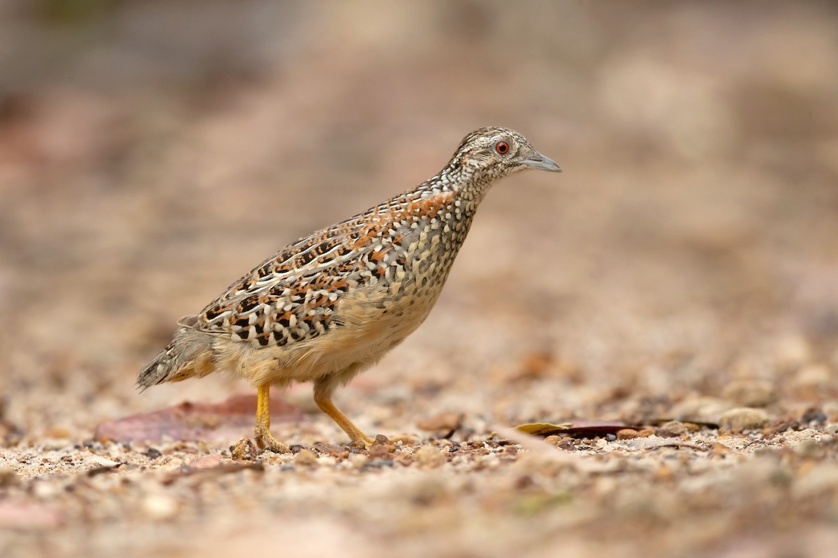 Painted Buttonquail - ML416197311