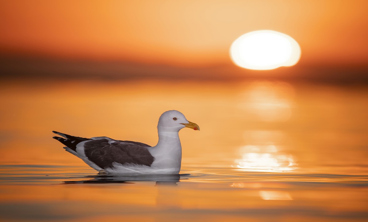 Western Gull - ML416199471